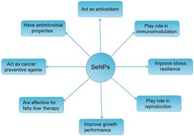 Research progress of nano selenium in the treatment of oxidative stress injury during hepatic ischemia-reperfusion injury